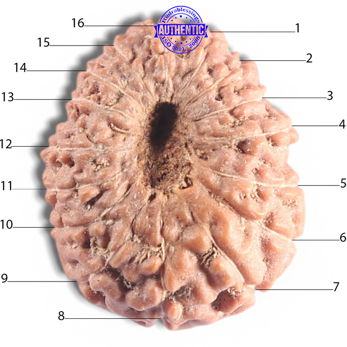 16 Mukhi Rudraksha from Indonesia - Bead No. 316