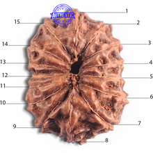 Load image into Gallery viewer, 15 Mukhi Indonesian Rudraksha - Bead No. 104
