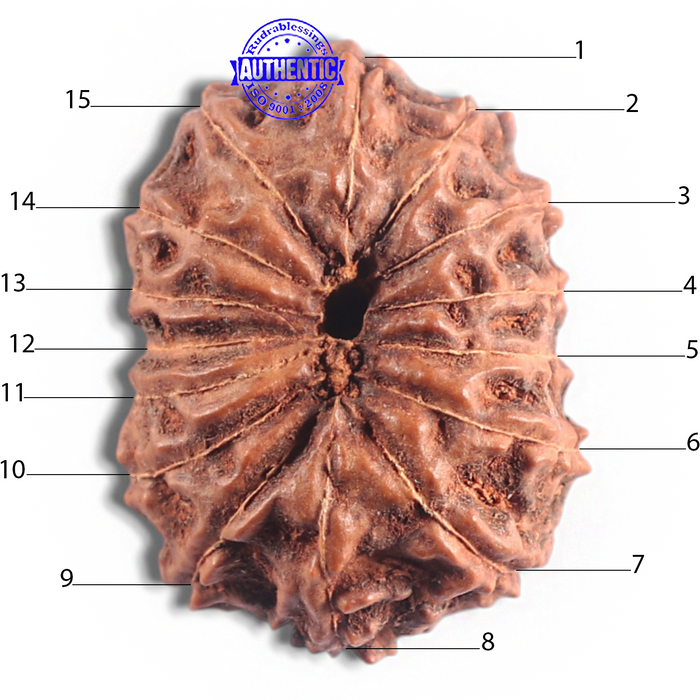 15 Mukhi Indonesian Rudraksha - Bead No. 104