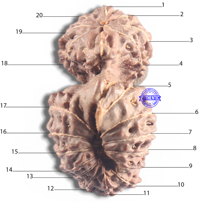 20 Mukhi Indonesian Gaurishankar Rudraksha - Bead 77
