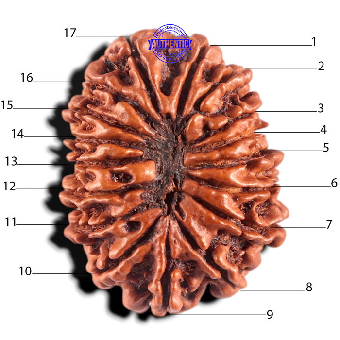 17 Mukhi Nepalese Rudraksha - Bead No. 76
