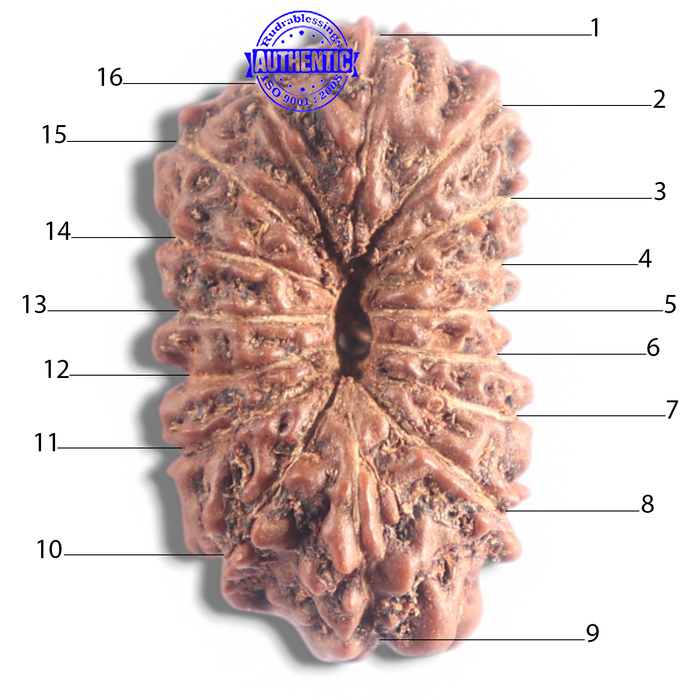 16 Mukhi Rudraksha from Indonesia - Bead No. 110
