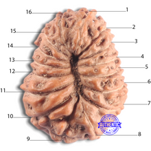 Load image into Gallery viewer, 16 Mukhi Rudraksha from Indonesia - Bead No. 320
