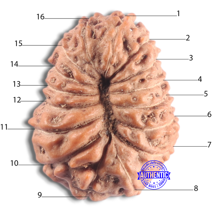 16 Mukhi Rudraksha from Indonesia - Bead No. 320