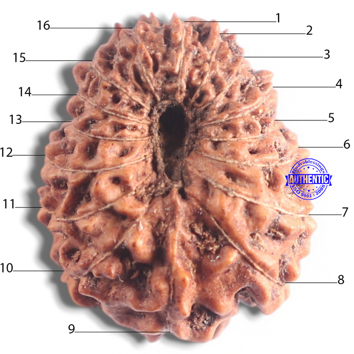 16 Mukhi Rudraksha from Indonesia - Bead No. 2