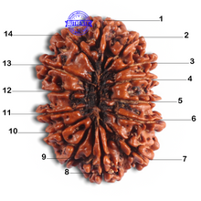 Load image into Gallery viewer, 14 Mukhi Nepalese Rudraksha - Bead No. 181
