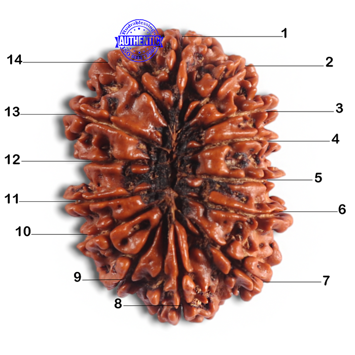 14 Mukhi Nepalese Rudraksha - Bead No. 181