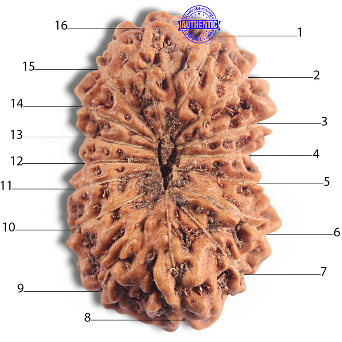 16 Mukhi Rudraksha from Indonesia - Bead No. 294