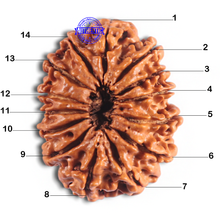 Load image into Gallery viewer, 14 Mukhi Nepalese Rudraksha - Bead No. 276
