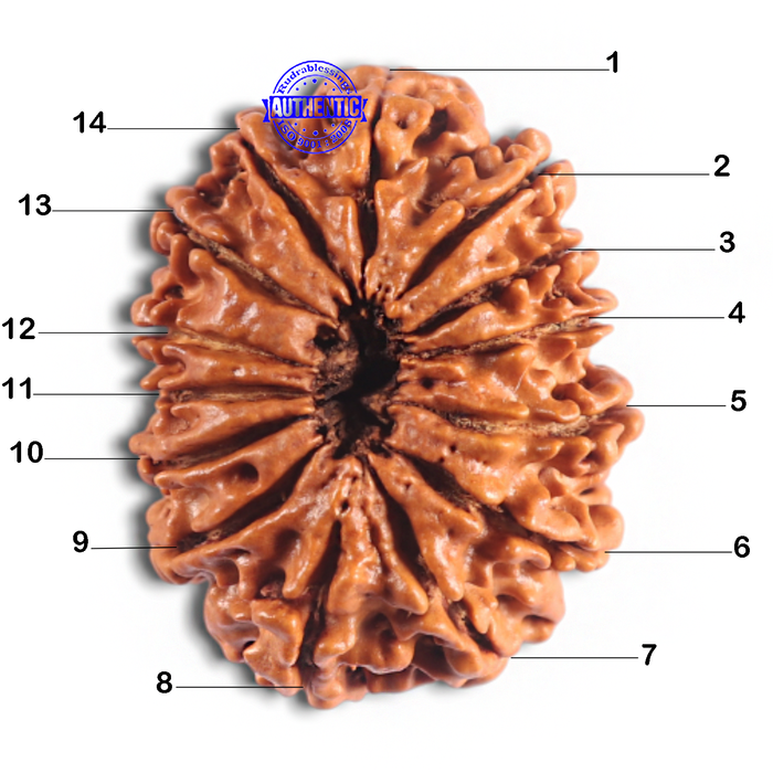 14 Mukhi Nepalese Rudraksha - Bead No. 276
