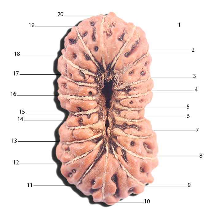 20 Mukhi Indonesian Rudraksha - Bead 105