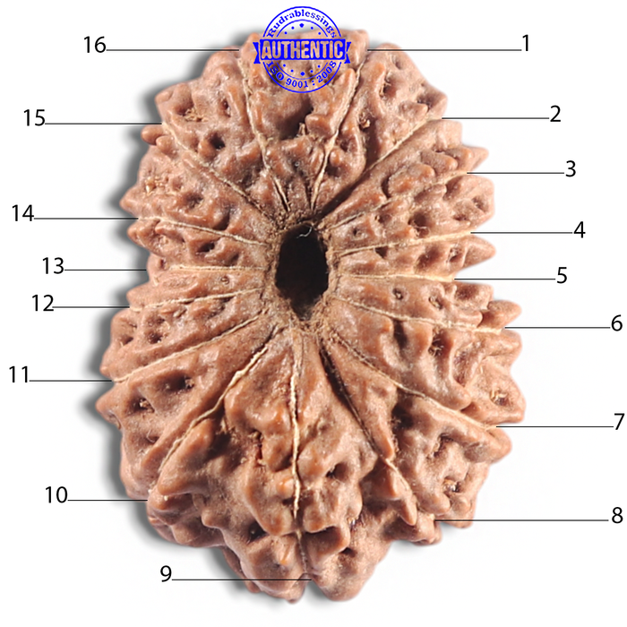 16 Mukhi Rudraksha from Indonesia - Bead No. 338
