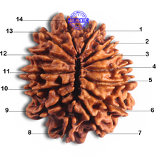 Load image into Gallery viewer, 14 Mukhi Nepalese Rudraksha - Bead No. 159
