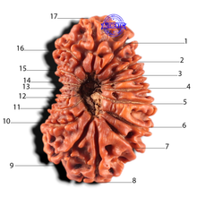 Load image into Gallery viewer, 17 Mukhi Nepalese Rudraksha - Bead No. 69
