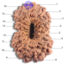 Load image into Gallery viewer, 16 Mukhi Rudraksha from Indonesia - Bead No. 205
