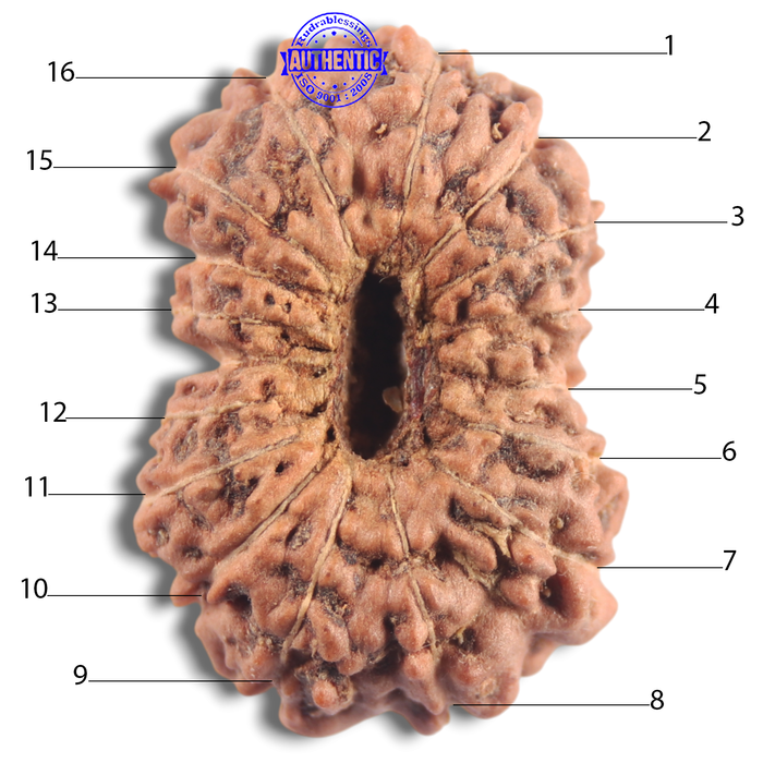 16 Mukhi Rudraksha from Indonesia - Bead No. 205