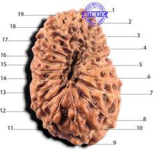 Load image into Gallery viewer, 19 Mukhi Indonesian Rudraksha - Bead 176
