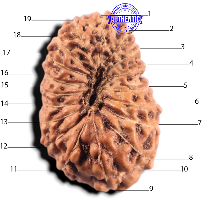 19 Mukhi Indonesian Rudraksha - Bead 176