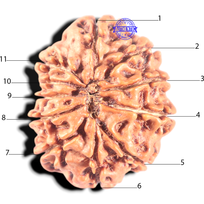 11 Mukhi Nepalese Rudraksha - Bead No.406