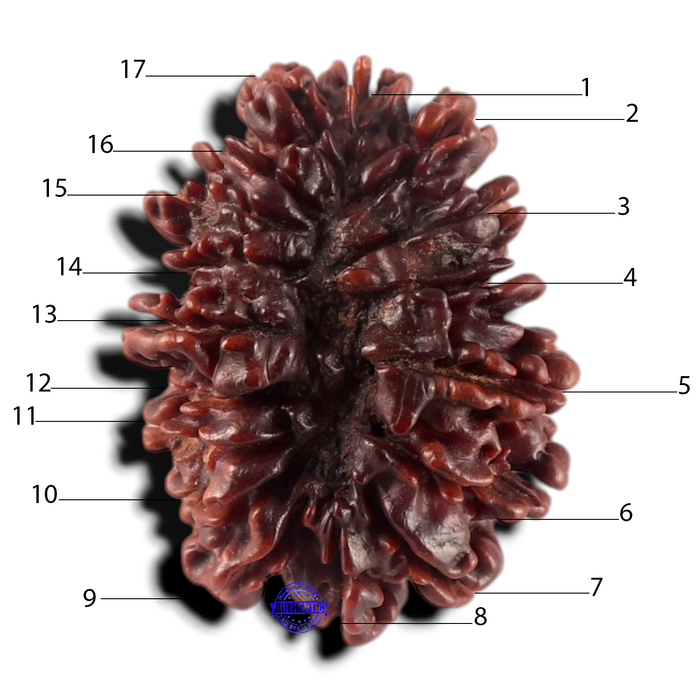 17 Mukhi Nepalese Rudraksha - Bead No. 79