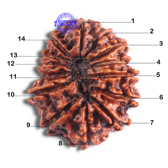 14 Mukhi Nepalese Rudraksha - Bead No. 340