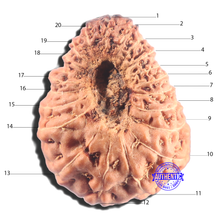 Load image into Gallery viewer, 20 Mukhi Indonesian Rudraksha - Bead 90
