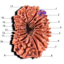 Load image into Gallery viewer, 17 Mukhi Nepalese Rudraksha - Bead No. 63
