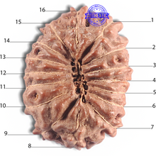 Load image into Gallery viewer, 16 Mukhi Rudraksha from Indonesia - Bead No. 318
