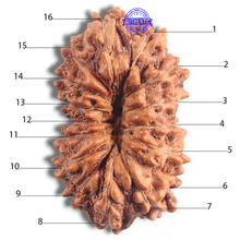 Load image into Gallery viewer, 16 Mukhi Rudraksha from Indonesia - Bead No 229
