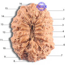 Load image into Gallery viewer, 16 Mukhi Rudraksha from Indonesia - Bead No. 321
