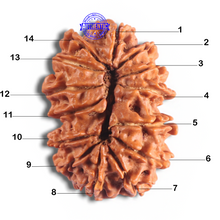 Load image into Gallery viewer, 14 Mukhi Nepalese Rudraksha - Bead No. 312
