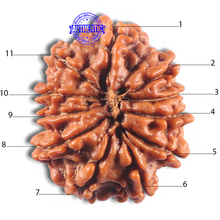 Load image into Gallery viewer, 11 Mukhi Nepalese Rudraksha - Bead No. 424
