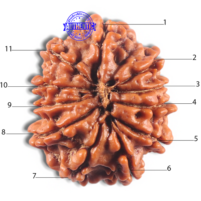 11 Mukhi Nepalese Rudraksha - Bead No. 424