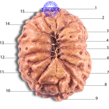 Load image into Gallery viewer, 15 Mukhi Indonesian Rudraksha - Bead No. 107
