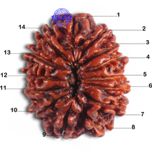 Load image into Gallery viewer, 14 Mukhi Nepalese Rudraksha - Bead No. 282
