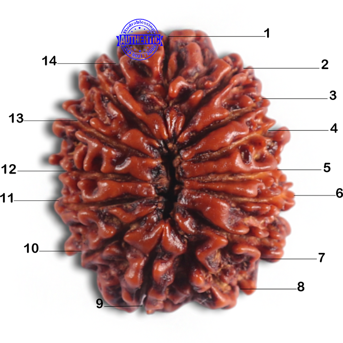 14 Mukhi Nepalese Rudraksha - Bead No. 282