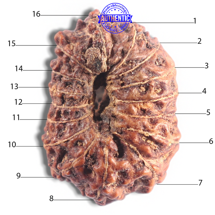 16 Mukhi Rudraksha from Indonesia - Bead No. 223