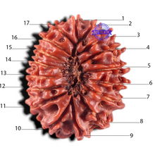 Load image into Gallery viewer, 17 Mukhi Nepalese Rudraksha - Bead No. 21

