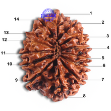 Load image into Gallery viewer, 14 Mukhi Nepalese Rudraksha - Bead No. 308
