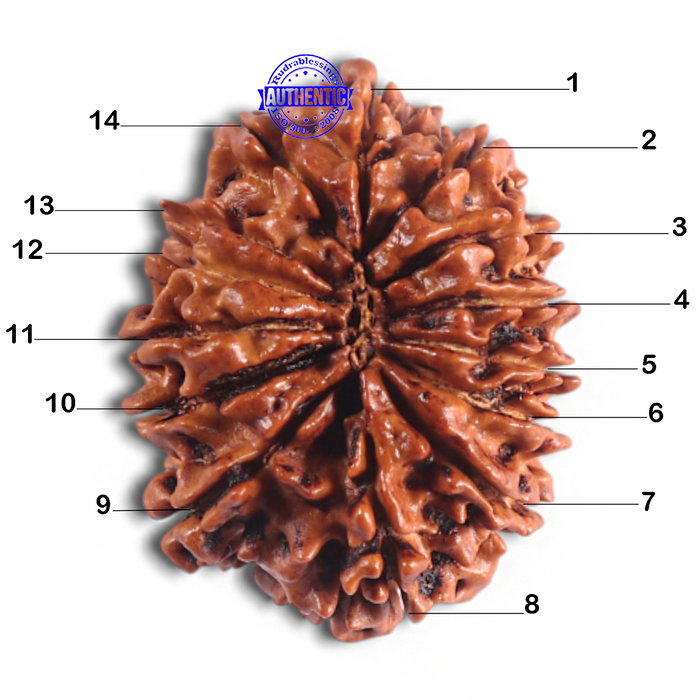 14 Mukhi Nepalese Rudraksha - Bead No. 308