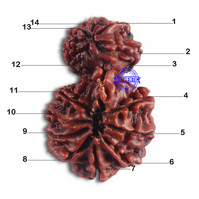 14 Mukhi Nepalese Garbhgauri Rudraksha - Bead No. 164