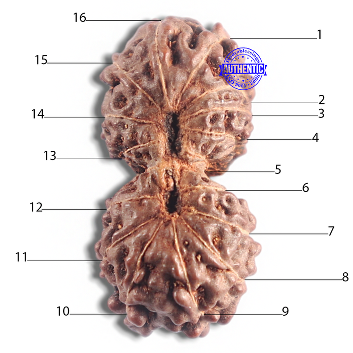 16 Mukhi Gaurishankar Rudraksha from Indonesia - Bead No. 236