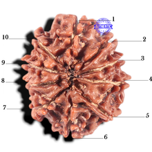 Load image into Gallery viewer, 10 Mukhi Nepalese Rudraksha - Bead No. 265
