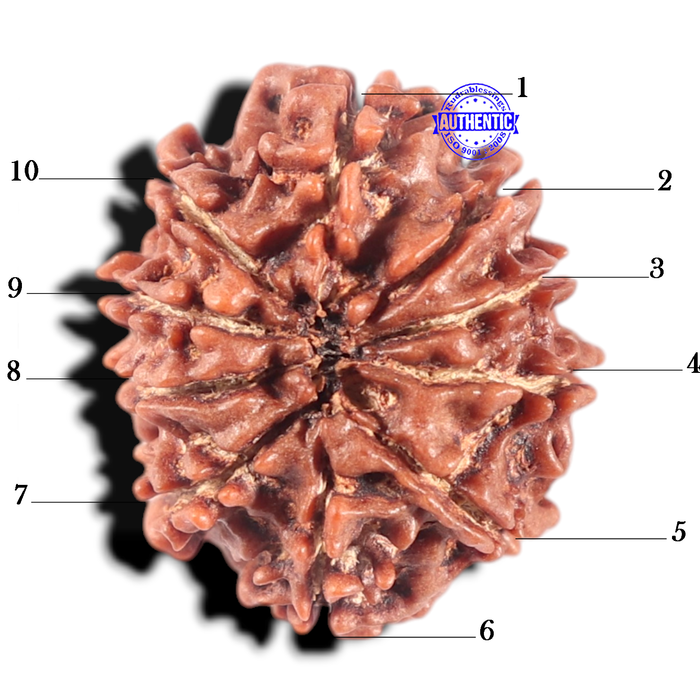 10 Mukhi Nepalese Rudraksha - Bead No. 265