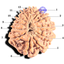 Load image into Gallery viewer, 12 Mukhi Nepalese Rudraksha - Bead No 363
