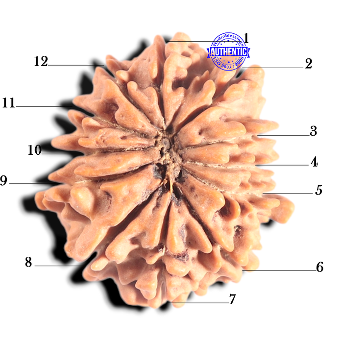 12 Mukhi Nepalese Rudraksha - Bead No 389