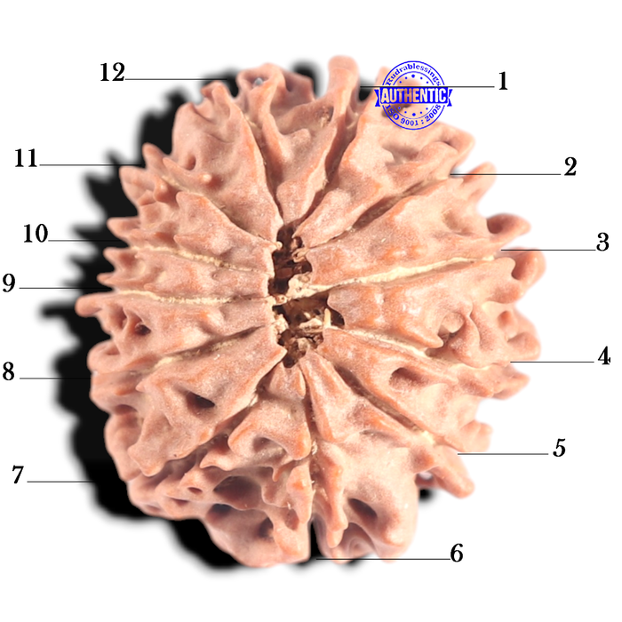 12 Mukhi Nepalese Rudraksha - Bead No 392