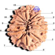 Load image into Gallery viewer, 12 Mukhi Nepalese Rudraksha - Bead No 377

