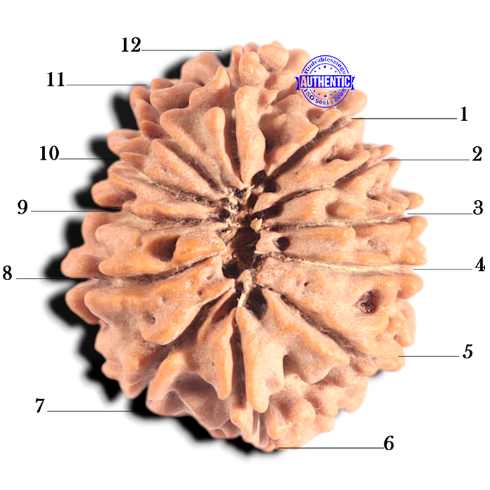 12 Mukhi Nepalese Rudraksha - Bead No 377
