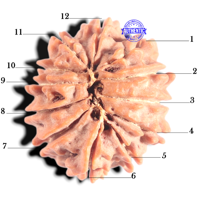 12 Mukhi Nepalese Rudraksha - Bead No 369